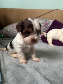 Biewer yorkshire terier - 2