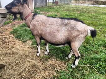 Koza hnedá a koza kamerúnska - 2