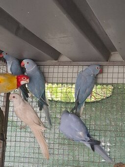 Alexander maly hch - 2