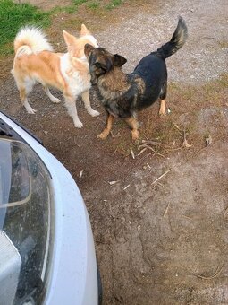 Hľadáme domov opusteným psíkom - 2