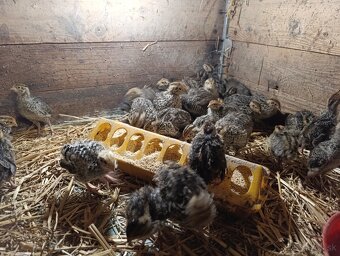 Prepelice 1,50€ - 2