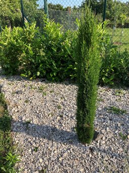 Predám stĺpovité cyprušteky – Cyprus Totem - 2