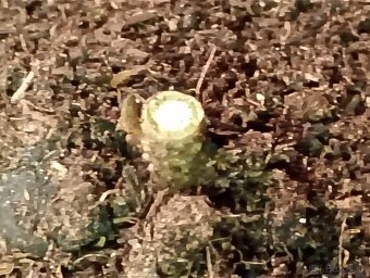 Paulovnia sadenice - 2