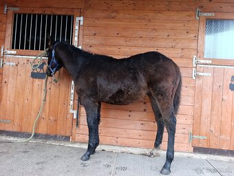 APH hřebeček 2025 - 2