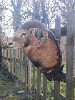 Preparát muflon,, trofeje, trofej, parozie - 2