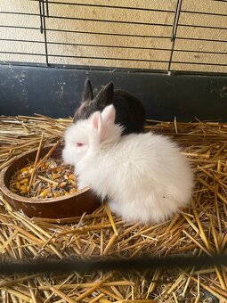 Trpaslíčie králiky - 2