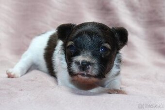 Papillon s PP - 2