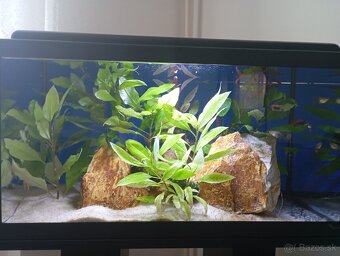Akvarium 65l zabehnuté. - 2