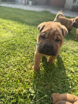 Sharpei - 2