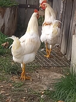 Leghorn - 2