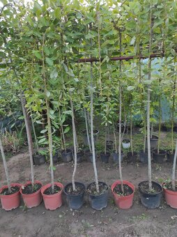 Predám okrasné a ovocné stromčeky v kontajneroch - 2