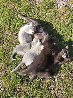 Darujem mačiatka - 2