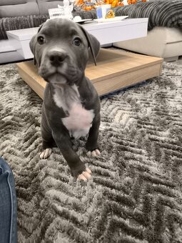 American bully XL - 2