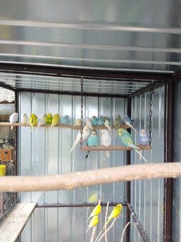 Zebričky, Neofémy, andulky - 2