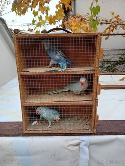 Predám Alexander malý - 2