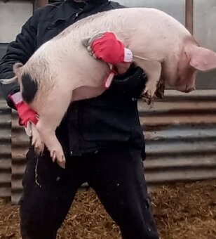 Odstavčata 35-40kg - 2