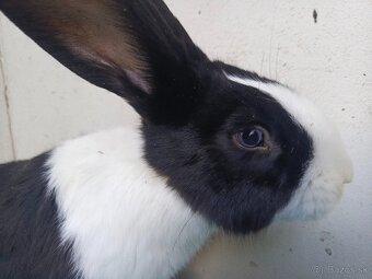 Šarišský Obrovitý modrooký - 2