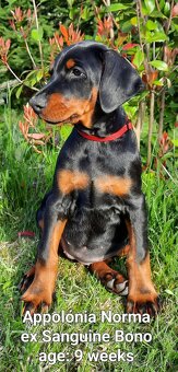 DOBERMANN šteniatka s P.P. - 2