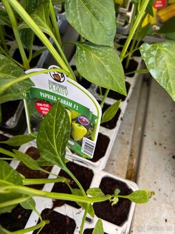 Planty - 2