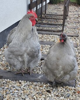 Kuriatka orpington čierny a levanduľový - 2
