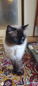Ragdoll mačiatka, mačka - 2