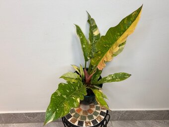 Philodendron ‘Ring of Fire’ - 2