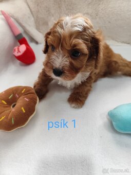 Cavapoo - 2