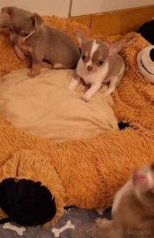 čivava- lila fenka MINI a biely/lila psík MINI - 2