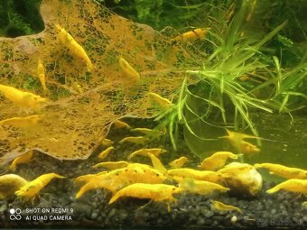 Krevetky neocaridina golden yellow fire - 2
