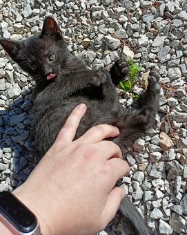 Darujem mačiatka, mačiatko. - 2