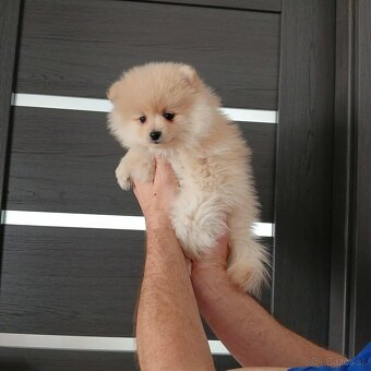 Pomeranian fenečka - 2