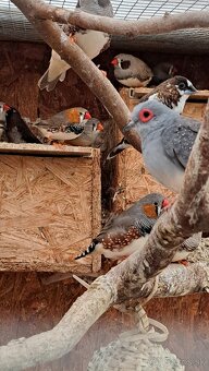 Predám zebricky a pestunky - 2