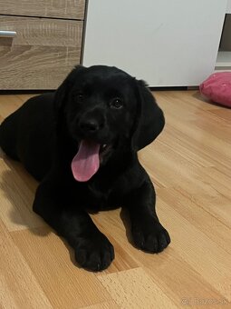 Šteniatka tatranskeho duriča - 2