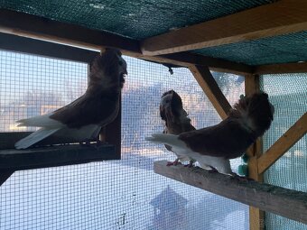 Staroholandský kapucín - 2