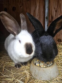 Predám králiky - 2