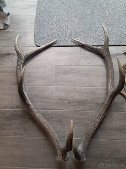 Parohy, trofej, parozie, trofeje - 2