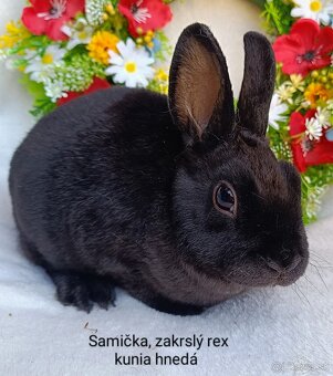 Zakrslý rex s VP - samička kunia hnedá - 2