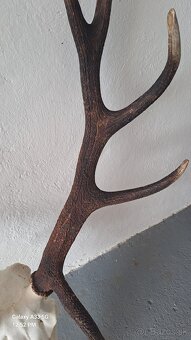 Trofej,parohy - 2