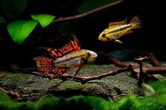 APISTOGRAMMA Cacadu / cichlidka kakadu - 2