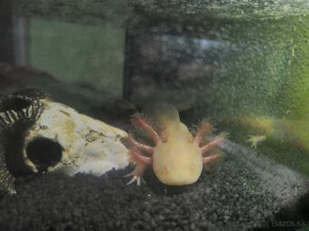 Axolotl mexický - 2