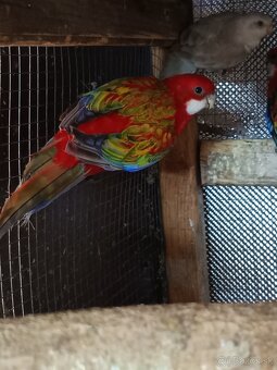 Rozely - 2