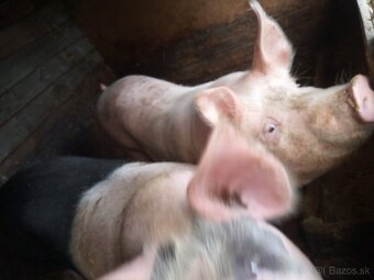 Predám svine - 2