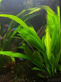 Predám akváriovú rastlinu – Echinodorus bleheri - 2