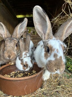 Predám králikov do chovu - 2