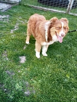 Austrálsky ovčiak - 2