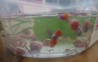 kotuľka - ružová - 2