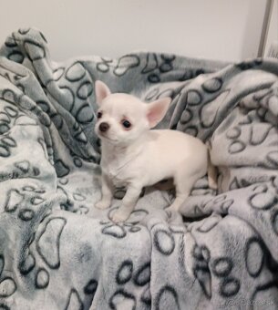 Civava kratkosrsta mini - 2