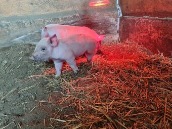 Odstavcata- kanec ešte nevyrezany - 2