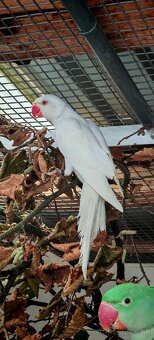 Alexander maly, velky - 2