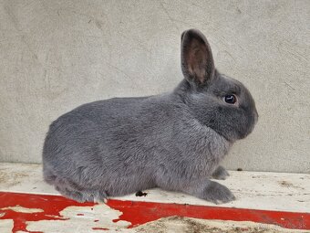 Holíčsky modrý - 2